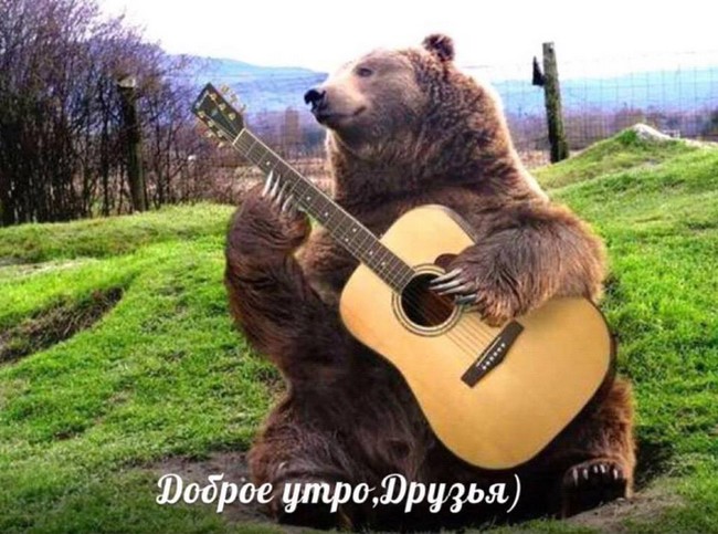 медведь с гитарой